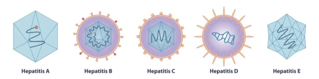 type of hepatitis